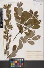 Foto von Salix aurita L. x Salix caprea L. x Salix nigricans Sm.
